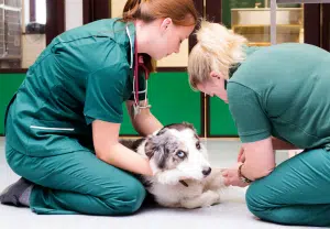 auxiliar de veterinária a segurar um cão