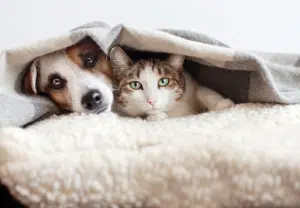cão e gato debaixo de uma mante_blog Nubika