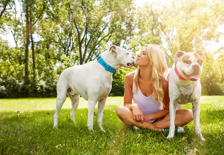 Dois cães com tutora no jardim ao ar livre - Blog Nubika