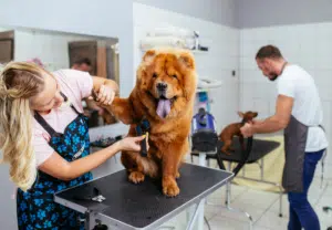 Cão a ser tosquiado em petshop - Blog Nubika