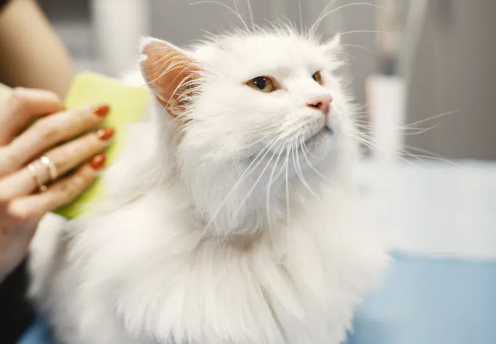Grooming ao Domicílio - gato branco a ser penteado