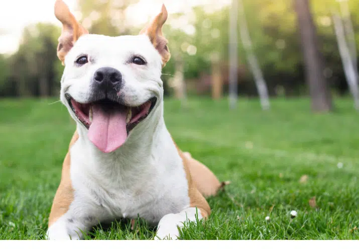 Tendências em Cuidados a Animais de Estimação - Cão deitado em relva de jardim