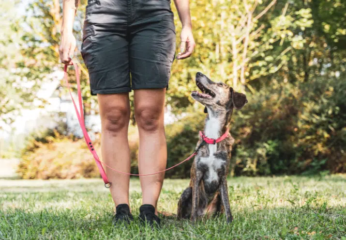Comunicação Não Verbal no Treino de Cães: dono a treinar um cão com trela