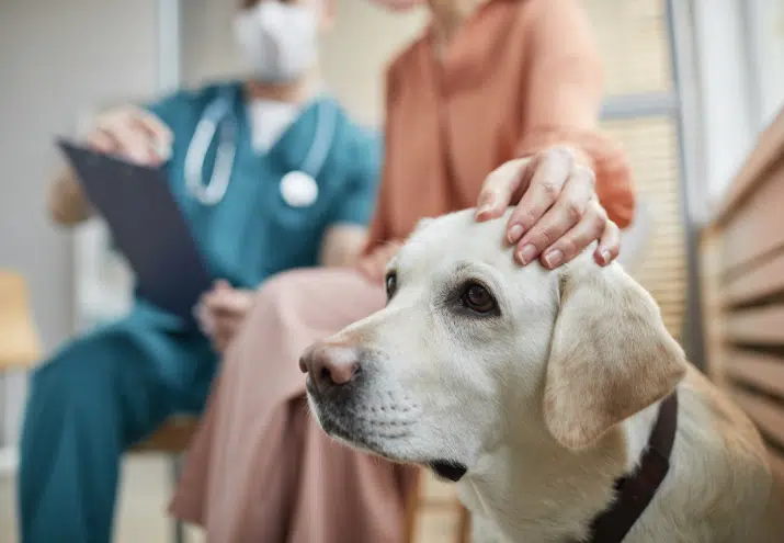 Emergências na Clínica Veterinária - cão em sala de espera de clínica veterinária