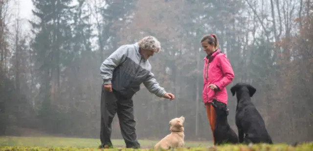 Treino de Cães: treinador com tutor e três cães