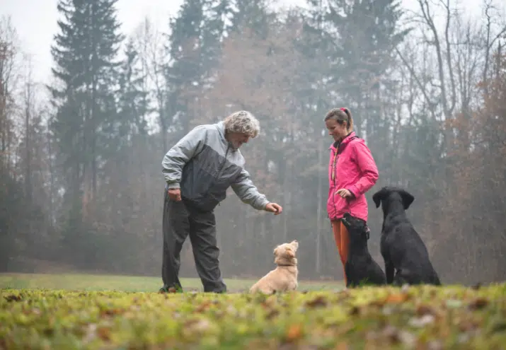 Treino de Cães: treinador com tutor e três cães