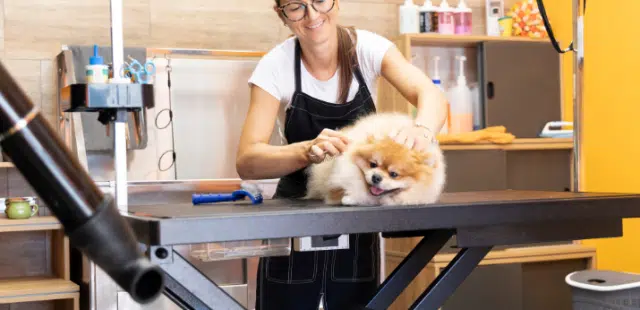 Como fidelizar clientes no grooming: groomer a pentear cão
