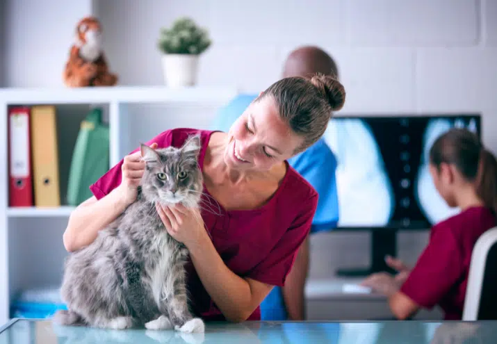 Auxiliar de Veterinária e a Relação com o Veterinário